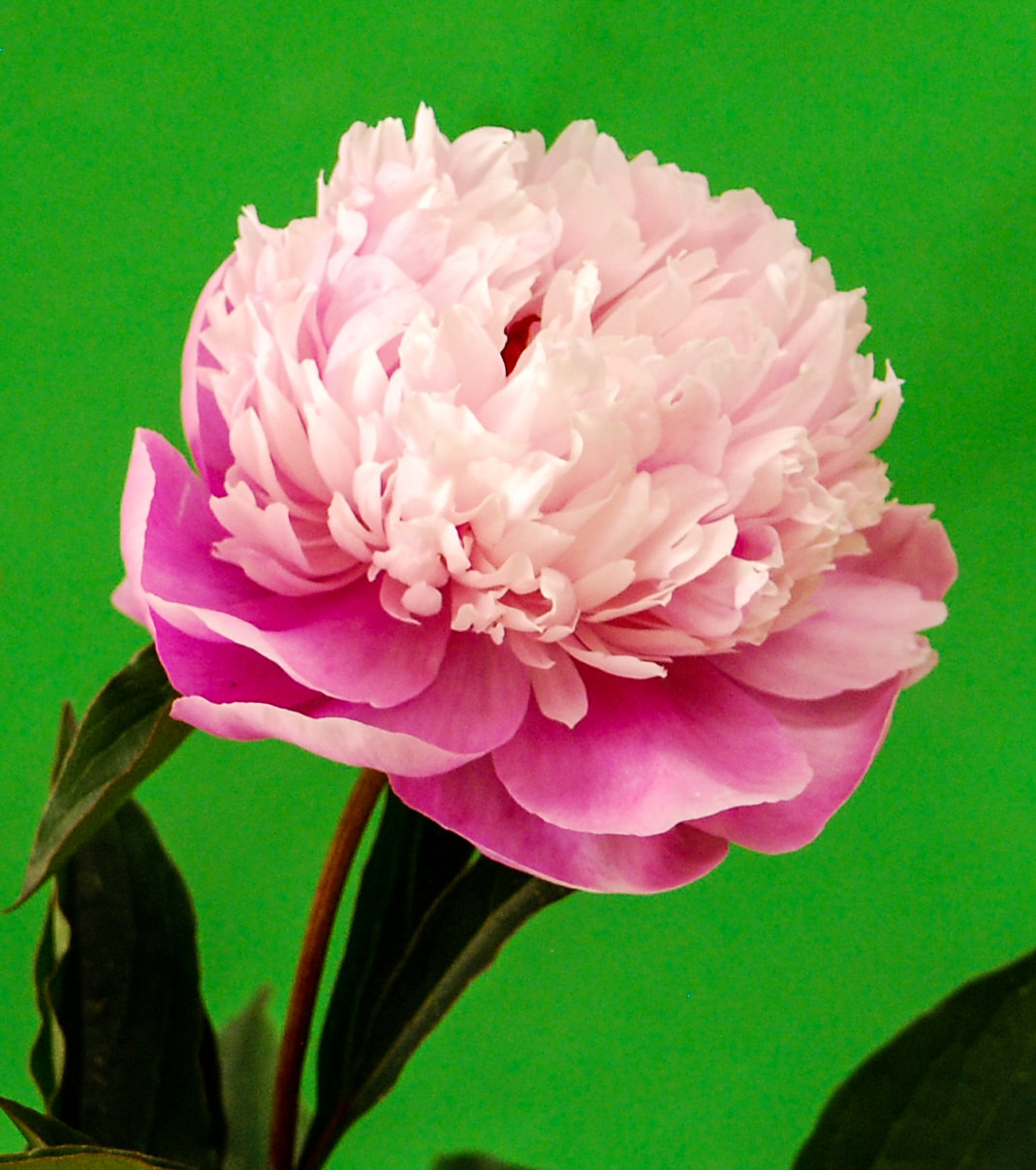 Herbaceous Peony Pink Twinkle