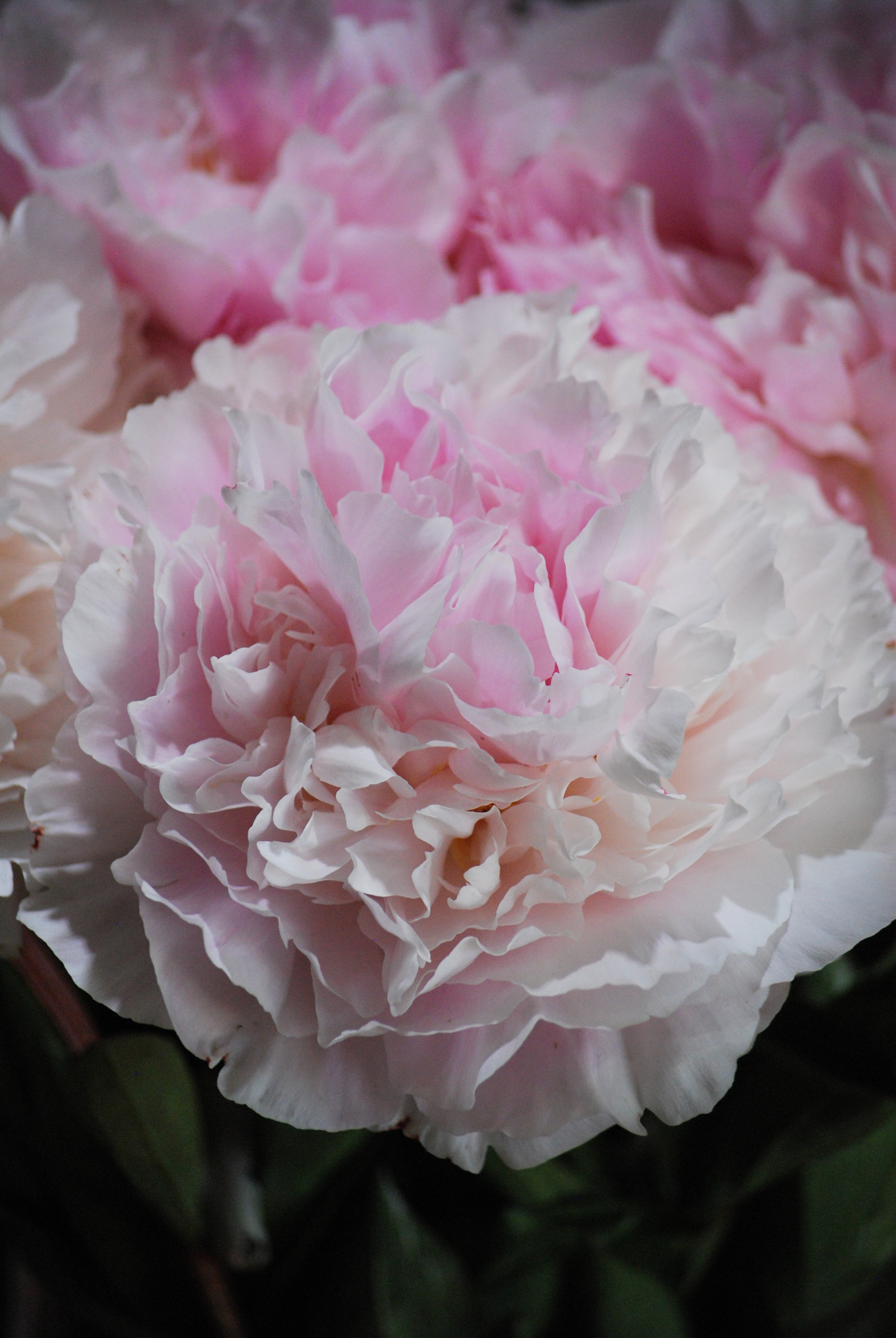 Herbaceous Peony Mossi