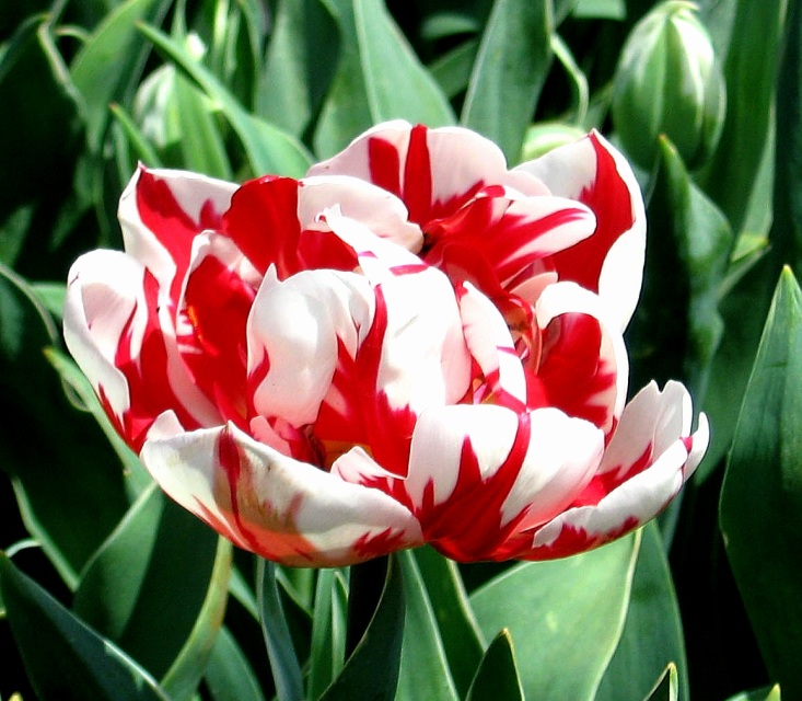Double or Peony Tulips
